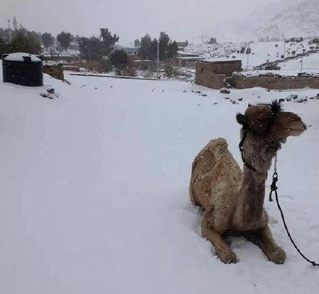 Photo credit https://twitter.com/nycjim